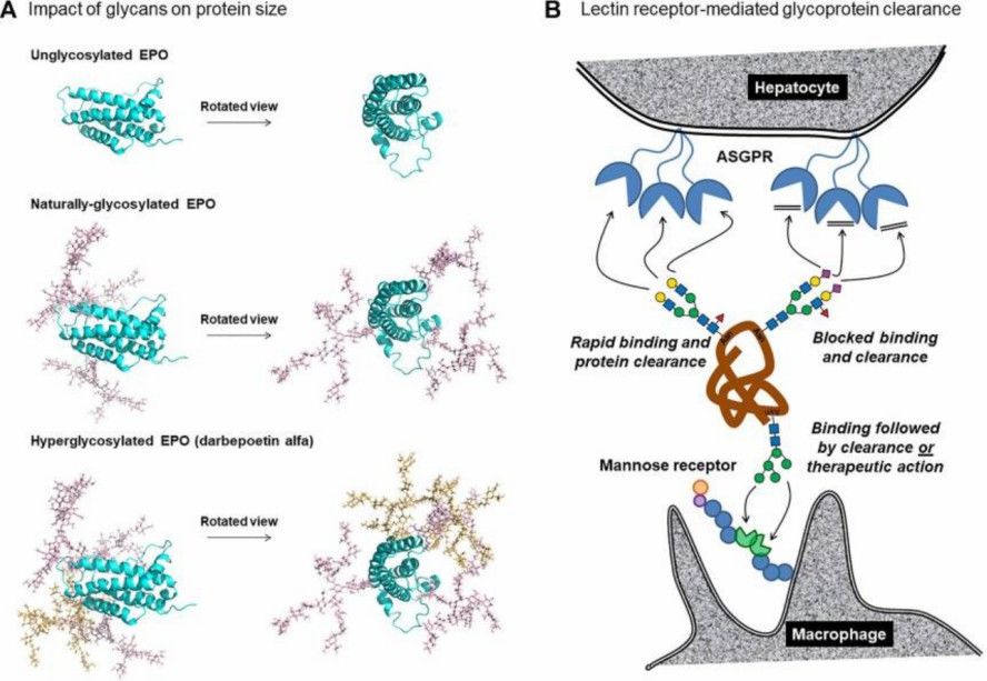 Fig. 1 N-glycans in the clearance of therapeutic proteins.