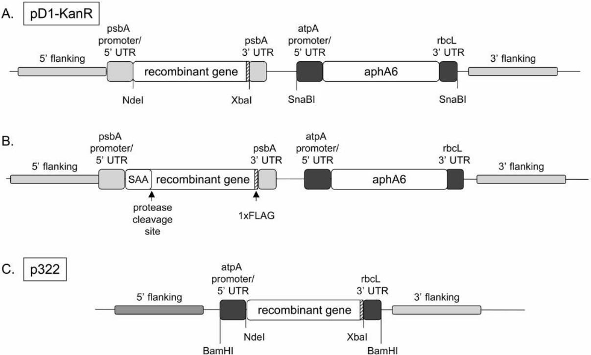 Fig. 2 Introduction of the recombinant genes into the Chlamydomonas reinhardtii.