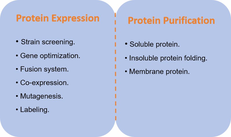 Fig. 1 Therapeutic protein production.