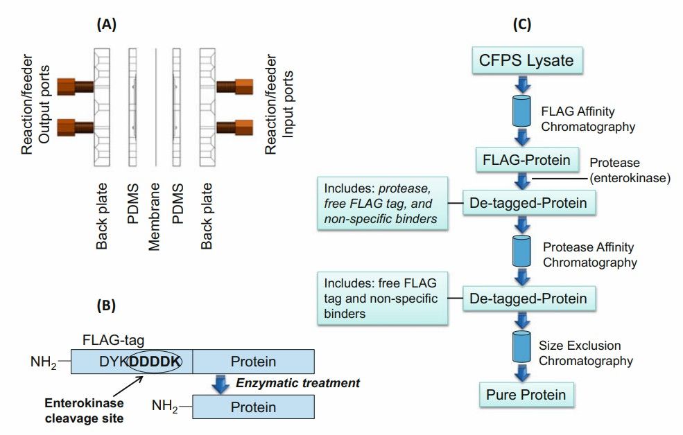 Fig. 3 Cell free protein synthesis (CFPS).