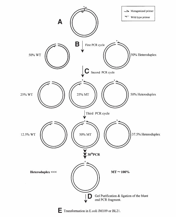 Fig. 1 Site-directed mutagenesis method.
