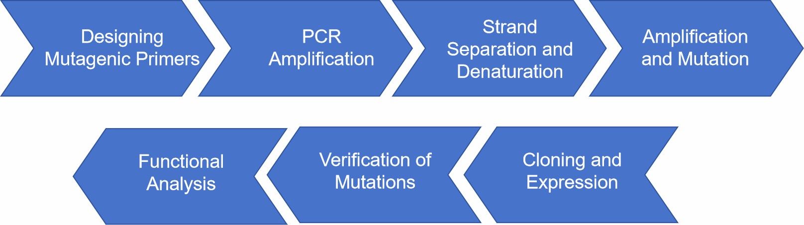Fig. 2 Therapeutic protein mutagenesis.