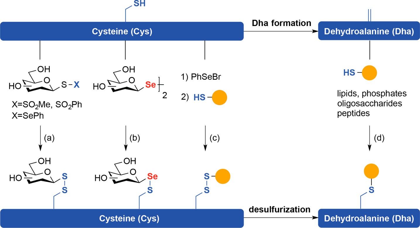 Fig. 1 Site-Selective Chemical Protein Modification.
