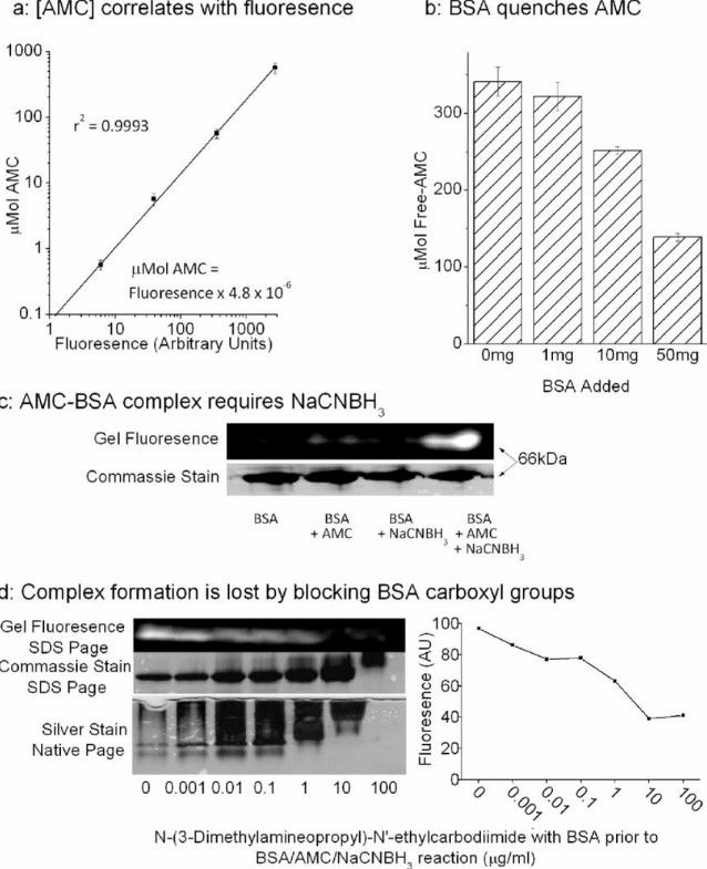 Fig. 2 AMC binds to free carboxyl groups on proteins.