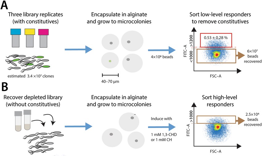 Fig. 1 Mutant library screening strategy.