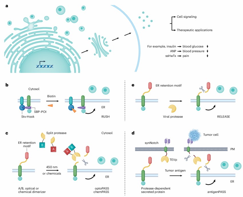 Fig. 1 Design protein secretion pathways using protein engineering.