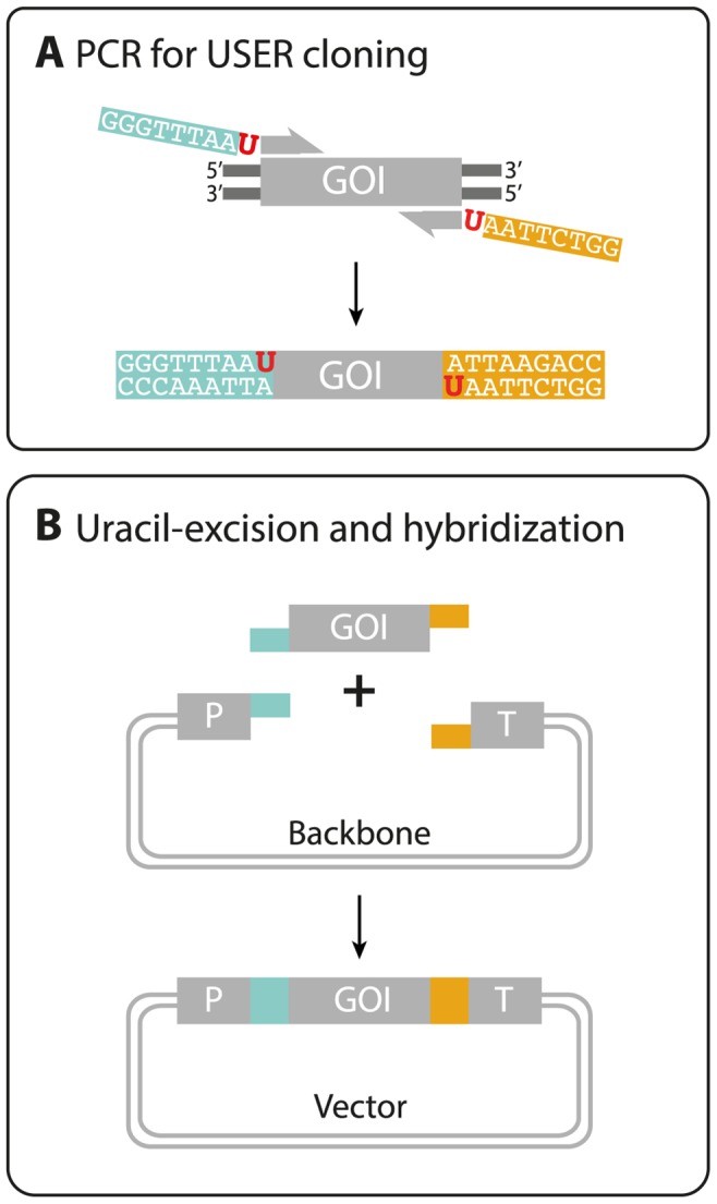 Fig. 2 Integration of a GOI into vector.