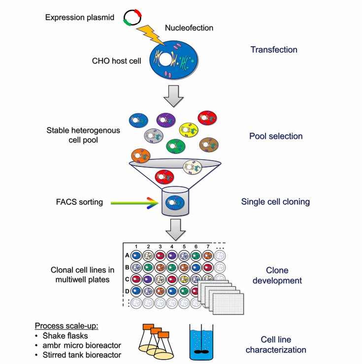 Fig. 1 High-producing CHO manufacturing cell lines development.