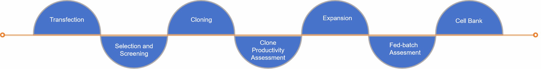 Fig. 2 Cell line development process.