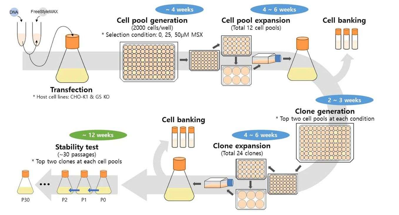 Fig. 3 The process for mAb producing clone generation.