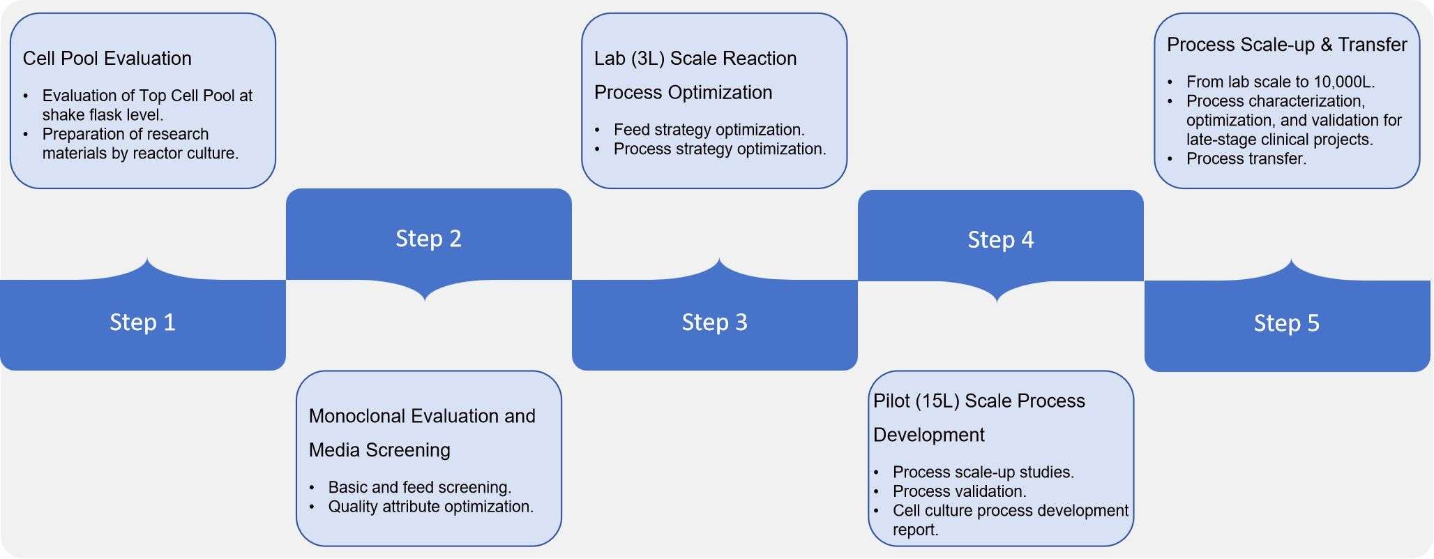 Fig. 2 Cell culture process.