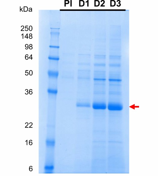 Fig. 2 Timepoint SDS-PAGE analysis of fermentation samples.