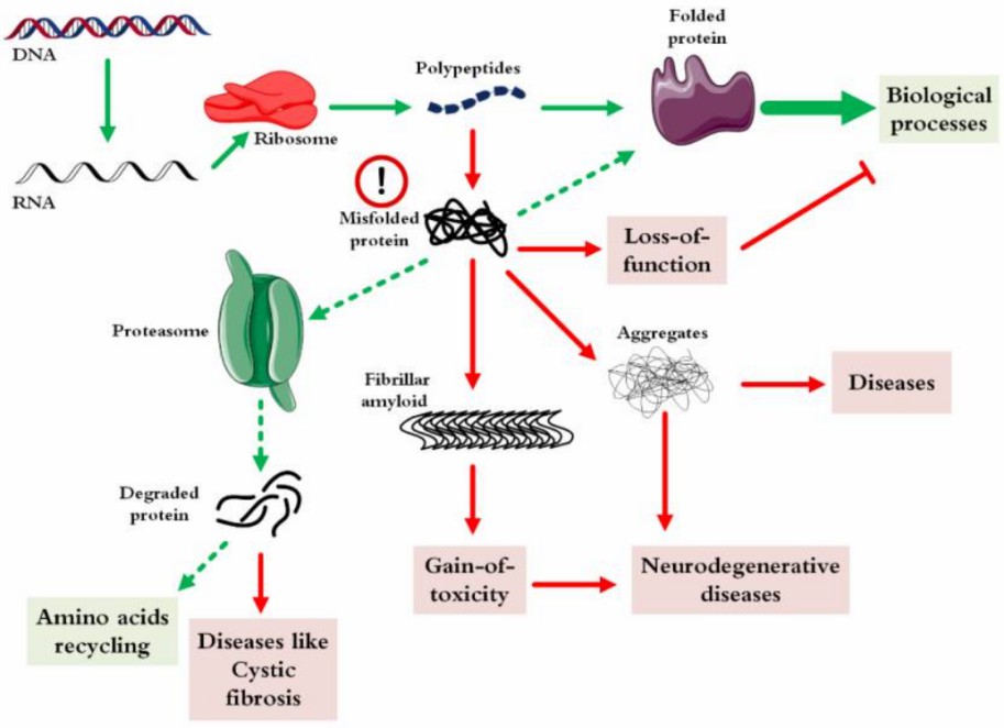 Fig. 1 Possible degradation pathways of protein.