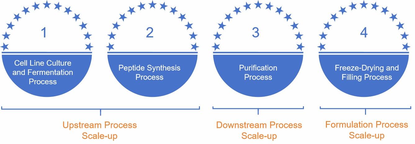 Fig. 2 The therapeutic proteins process scale-up.