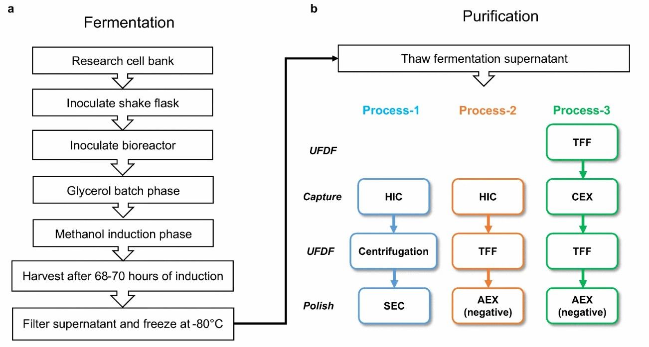 Fig. 3 Fermentation and purification flow diagrams.
