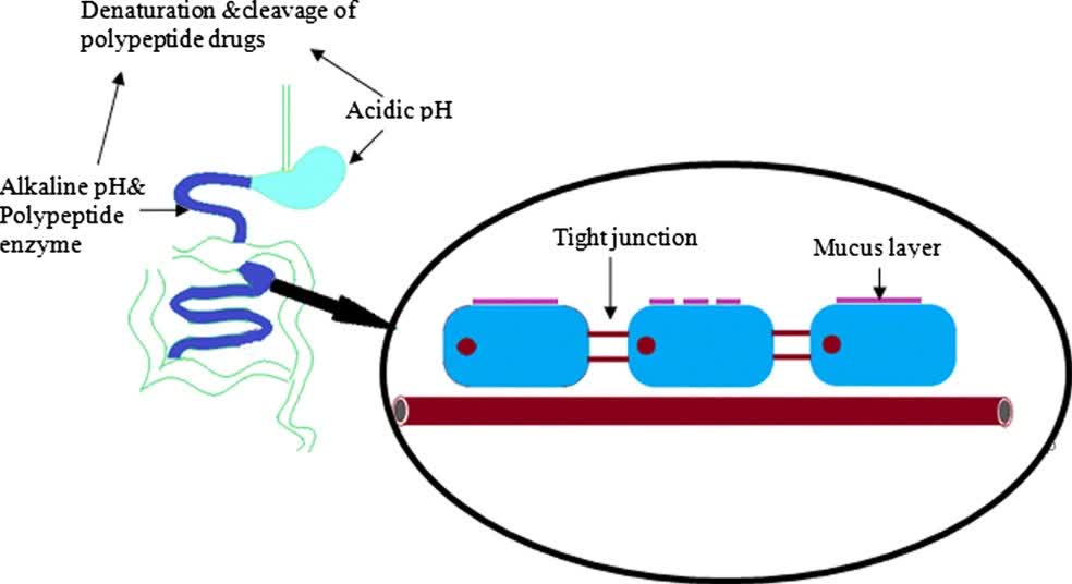 Fig. 1 Major barriers to oral delivery of peptide/peptide.