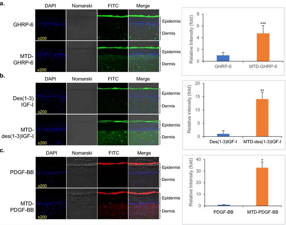 Fig. 3 Transdermal delivery of MTD 1067-conjugated peptide and recombinant proteins.