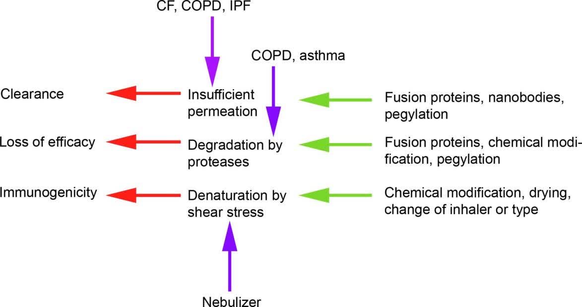 Fig. 1 Specific challenges in the administration of protein/peptide by inhalation.