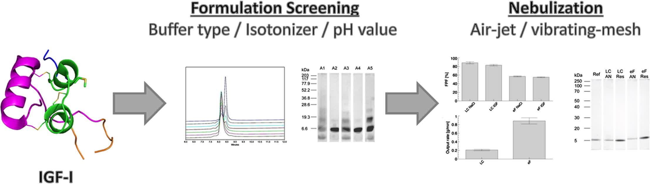 Fig. 3 An aerosol formulation of insulin-like growth factor-I for pulmonary delivery.
