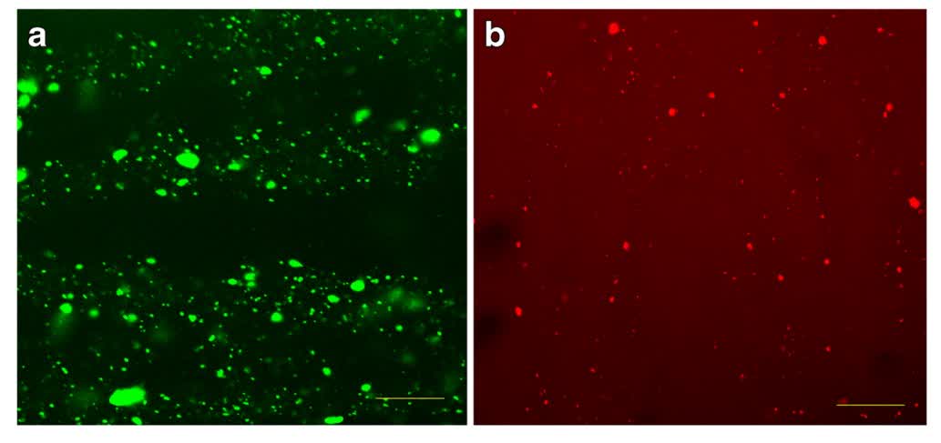 Fig. 2 CLS micrographs for Phospholipid Magnesome system.
