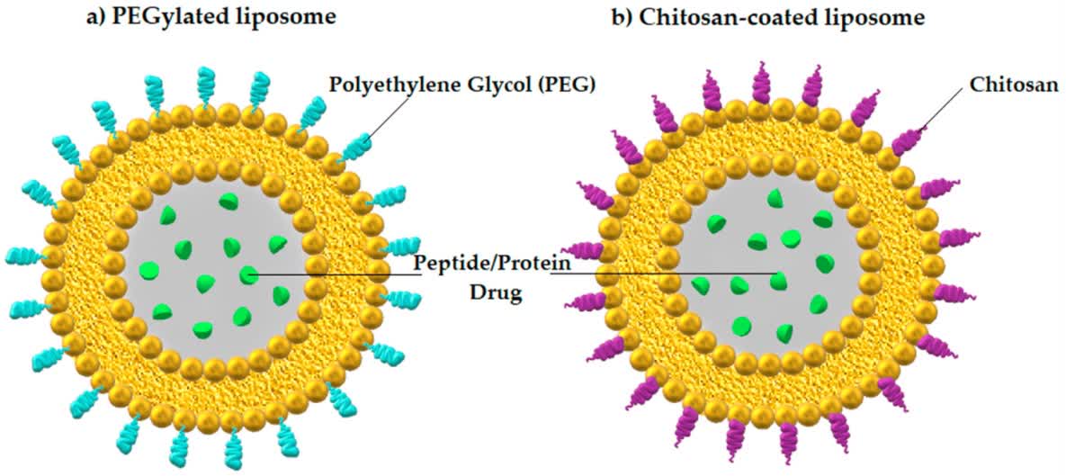 Fig. 1 Liposome with encapsulated protein/peptide