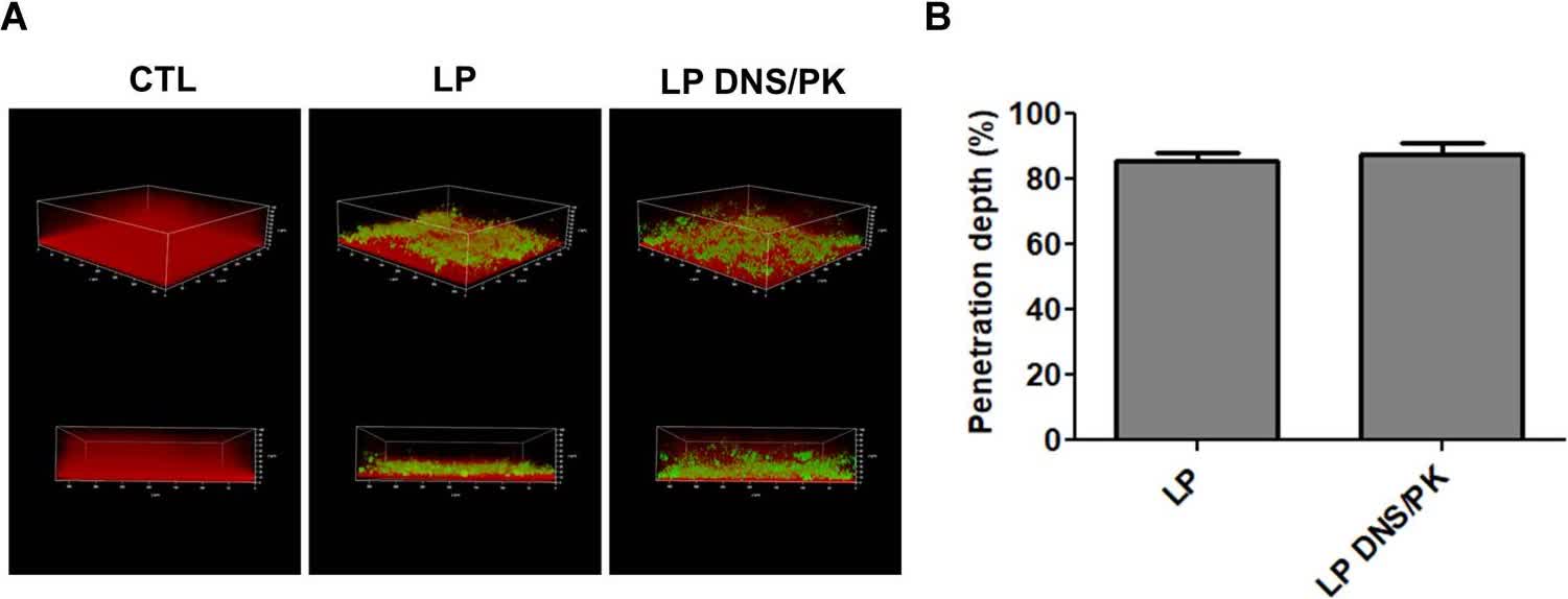 Fig. 3 The penetration of liposome formulation through Cutibacterium acnes biofilm.