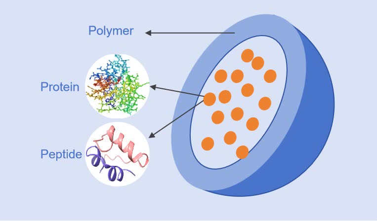 Fig. 1 General structure of microspheres.
