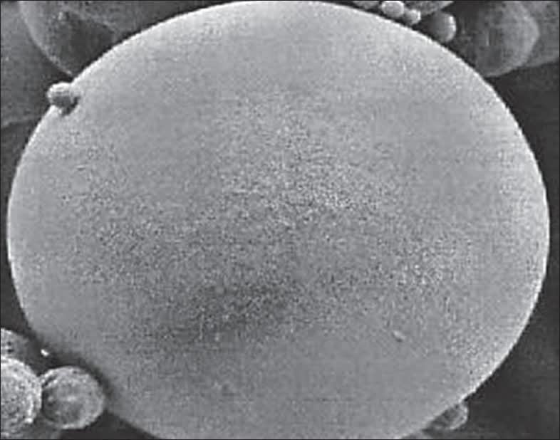 Fig. 3 Surface characteristics of BSA loaded PLGA microspheres.