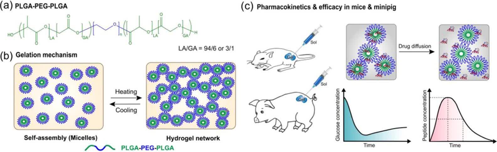 Fig. 4 Structure and preparation of PLGA–PEG–PLGA hydrogel.