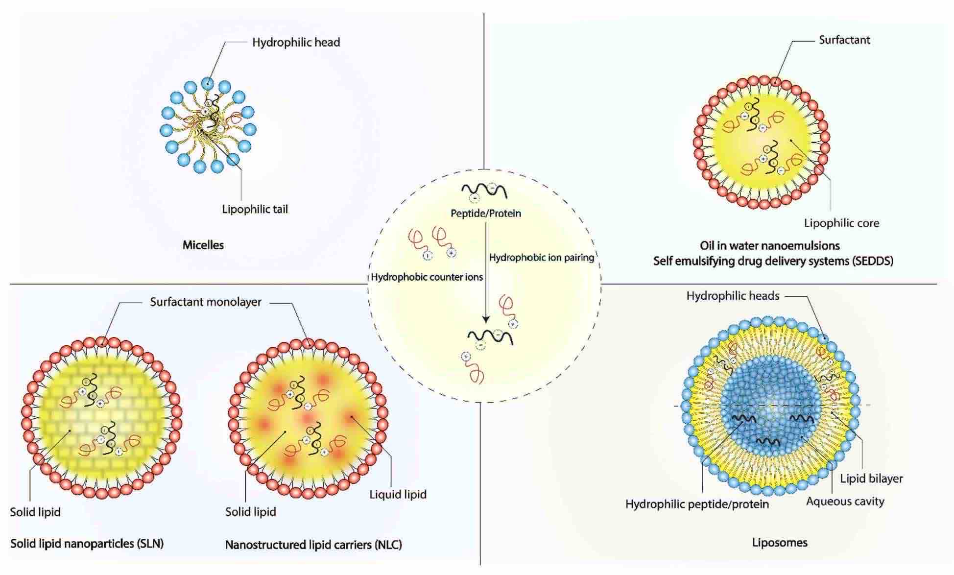 Fig. 3 Lipid-based nanocarriers containing for therapeutic peptides and protein.