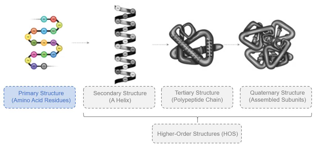 Fig. 1 Protein primary structure.