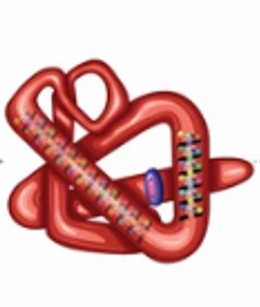 Fig. 3 Tertiary structure.
