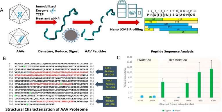 Fig. 3 Workflow of the AAV characterization.