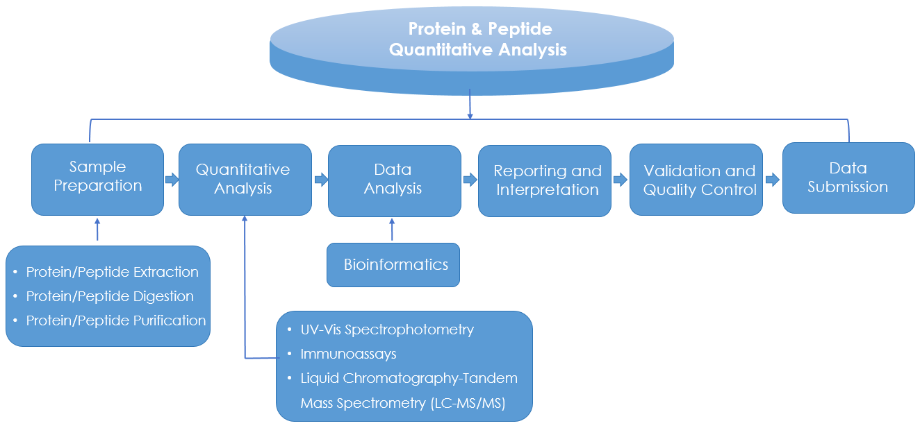 Fig. 2 Workflow of protein/peptide quantitative analysis.