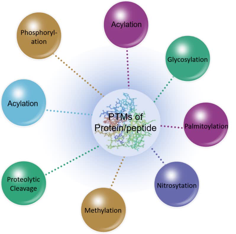 Fig. 1 PTMs of proteins/peptides