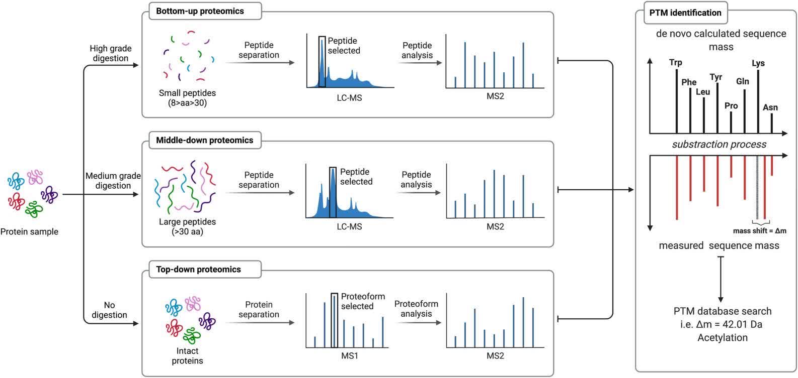 Fig. 2 MS for the identification of post-translational modifications.