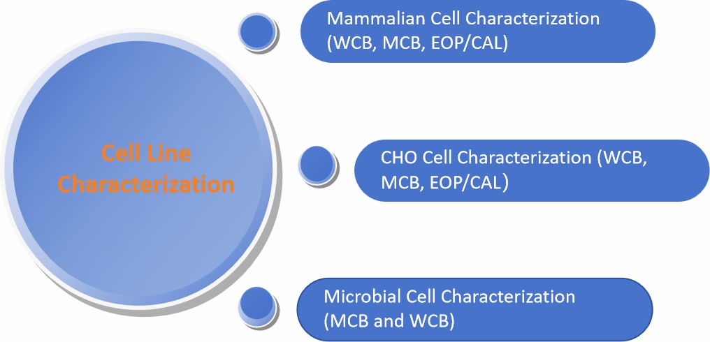 Fig. 1 Cell line characterization.
