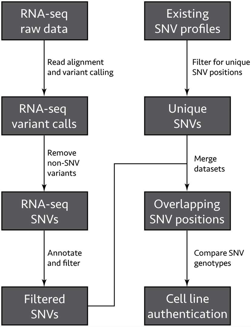 Fig. 2 RNA sequencing.