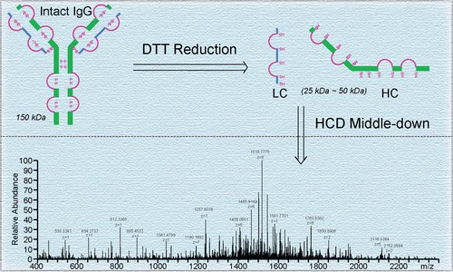 Fig. 2 Product-related impurities of a therapeutic monoclonal antibody.