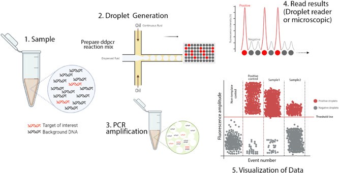 Fig. 1 ddPCR for residual host cell DNA testing.