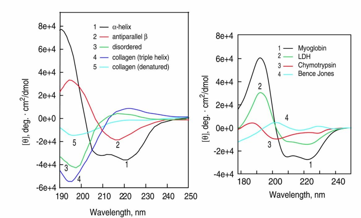 Fig. 2 CD spectra of polypeptides and proteins.