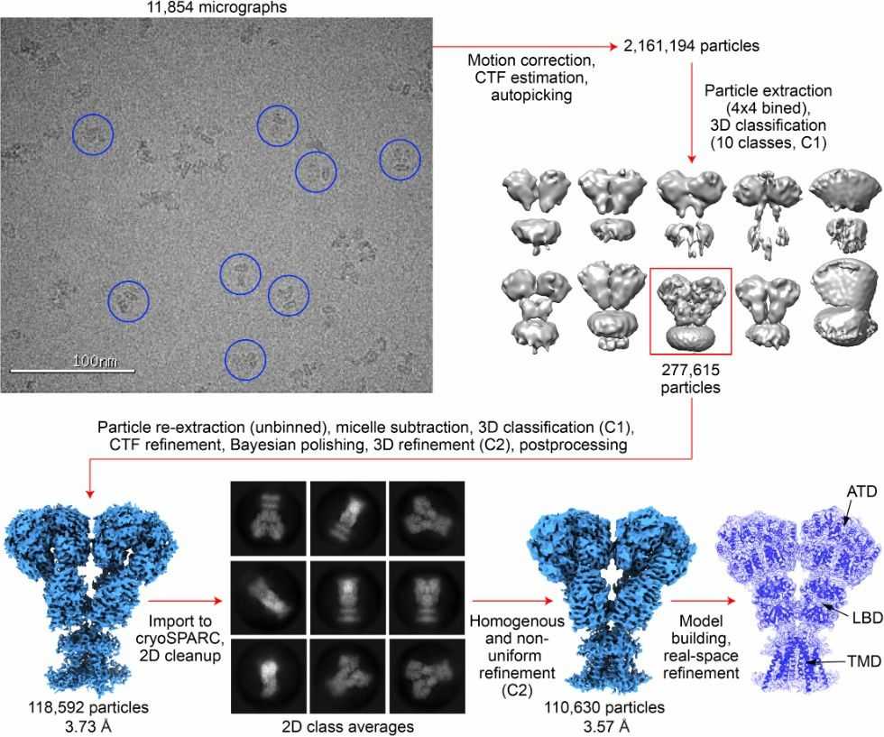 Fig. 3 Cryo-EM processing workflow.