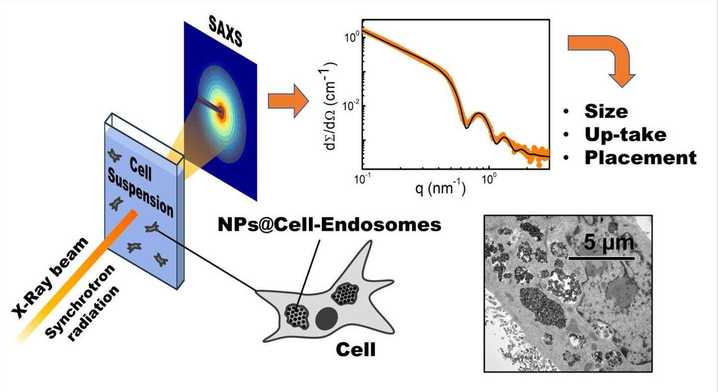 Fig. 2 SAXS to analyze the disposition of MNP inside cells.