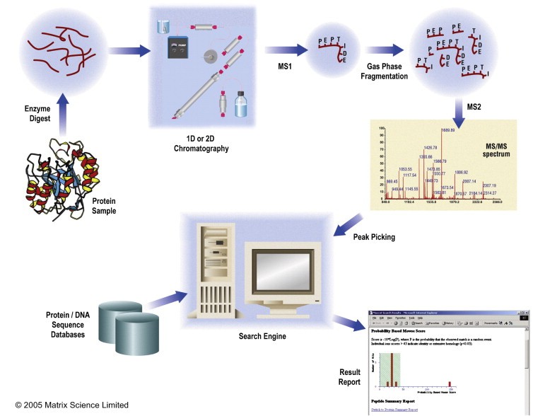 Fig. 1 Protein identification and characterisation using MS/MS data.