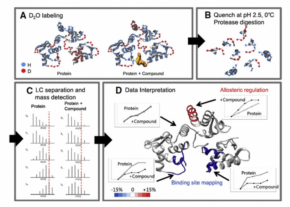 Fig. 1 Basic principle of HDX-MS.