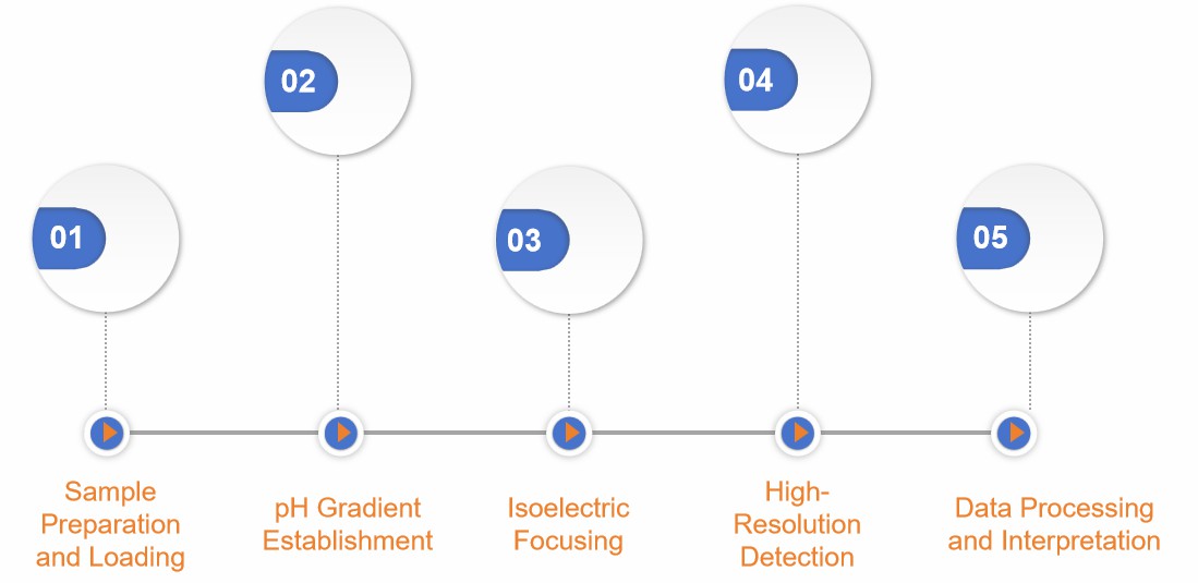 Fig. 2 cIEF analysis workflow.