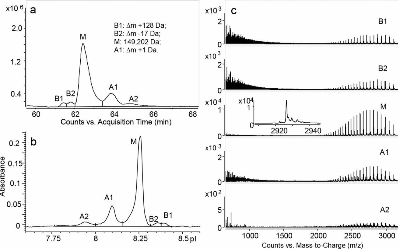 Fig. 3 Bevacizumab CIEF-MS analysis.