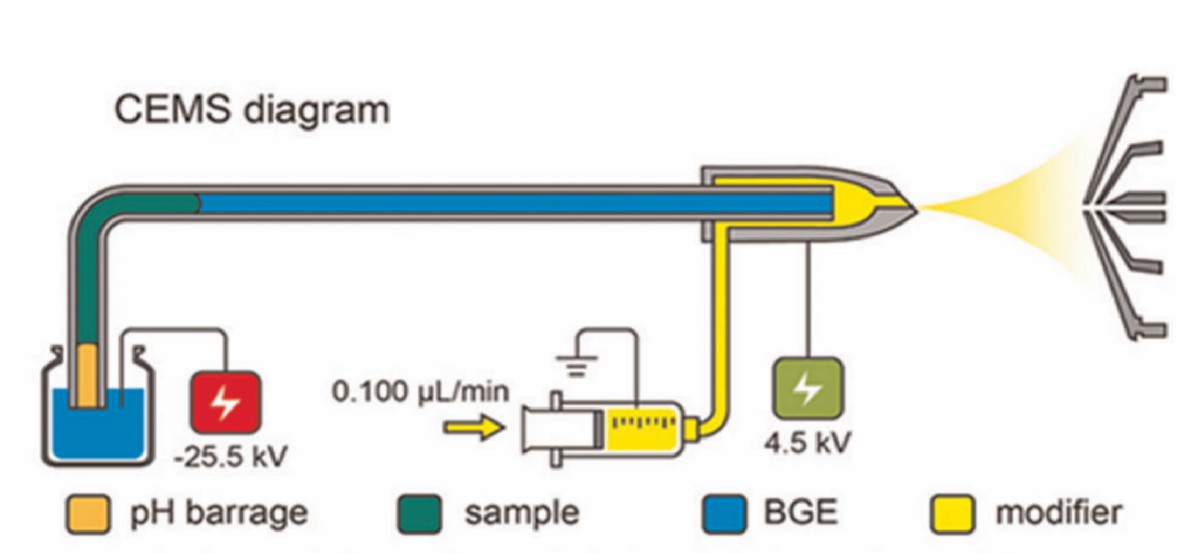 Fig. 1 Schematic designs of the CZE-MS system