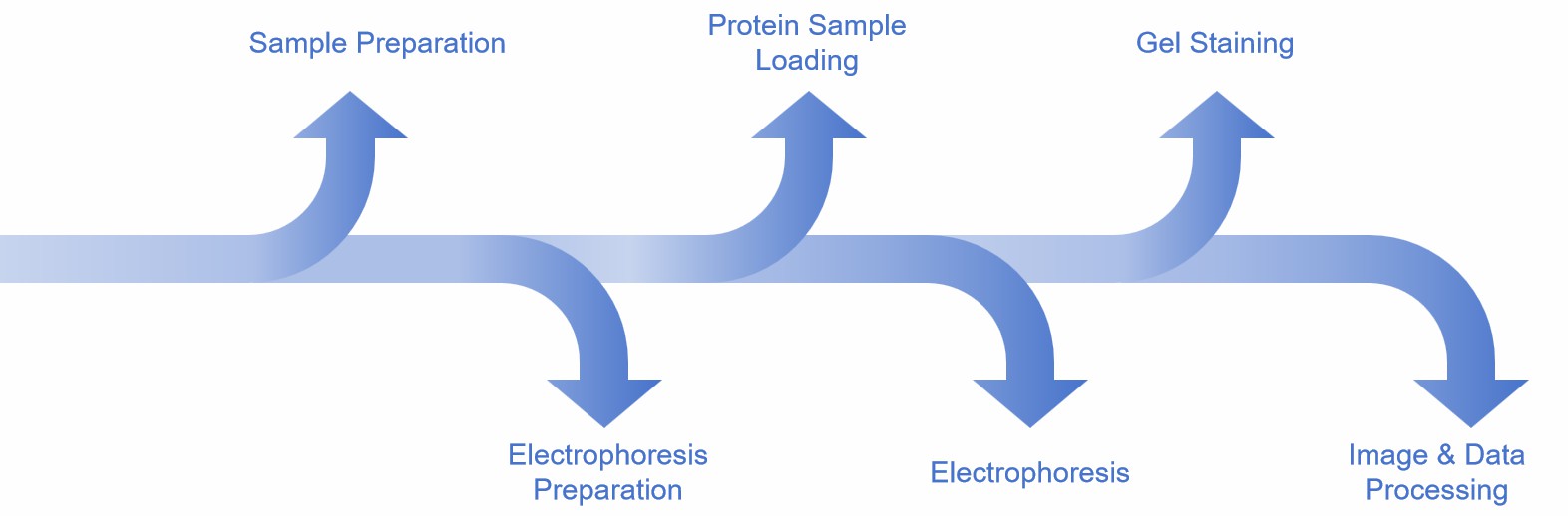 Fig. 1 SDS-PAGE analysis workflow.