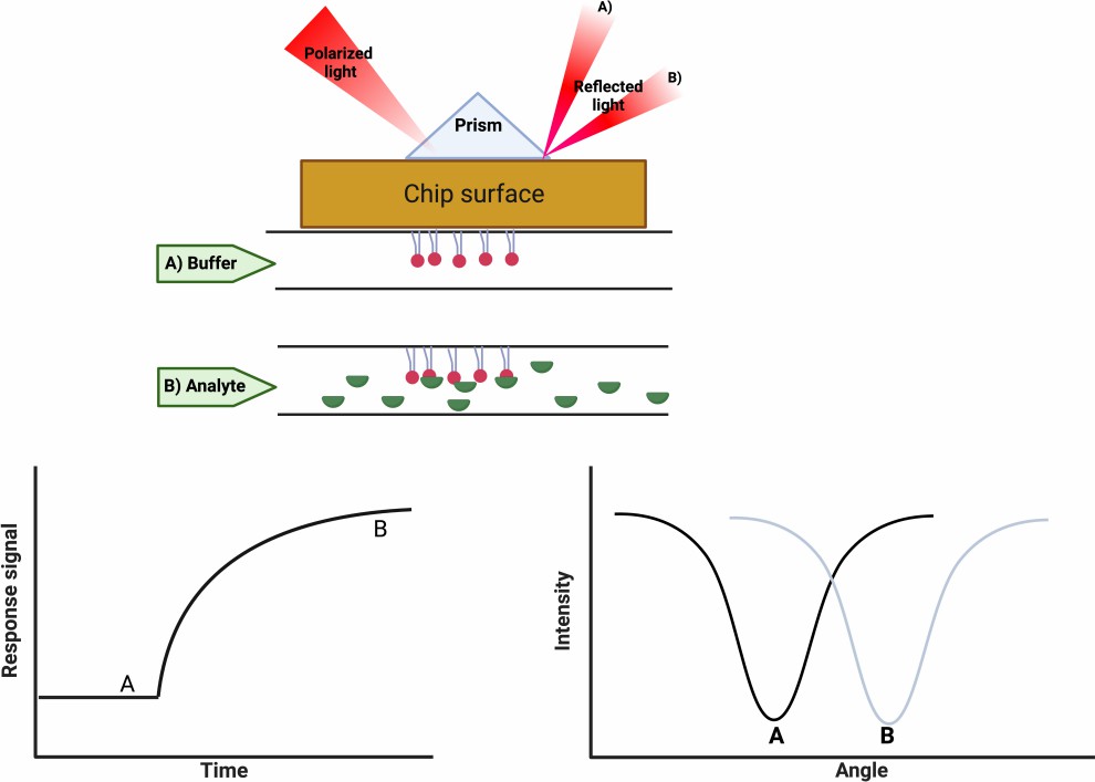 Fig. 1 Surface plasmon resonance (SPR).
